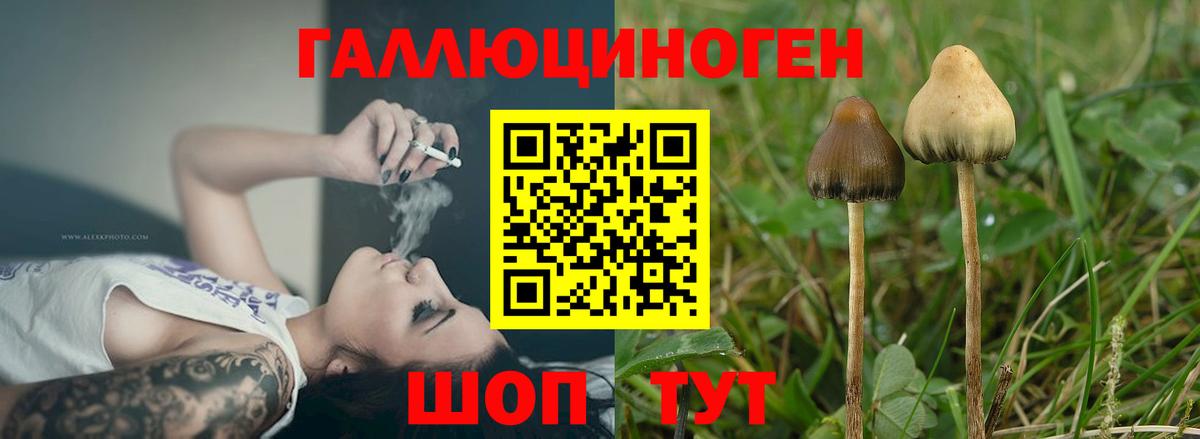Чистополь  Псилоцибиновые грибы Cubensis  Вход с VPN 